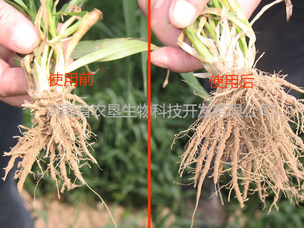 新鄭小麥效果展示